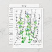 Tijm Kruid Materia Medica Kaarten Kruidenstudie (Voorkant / Achterkant)