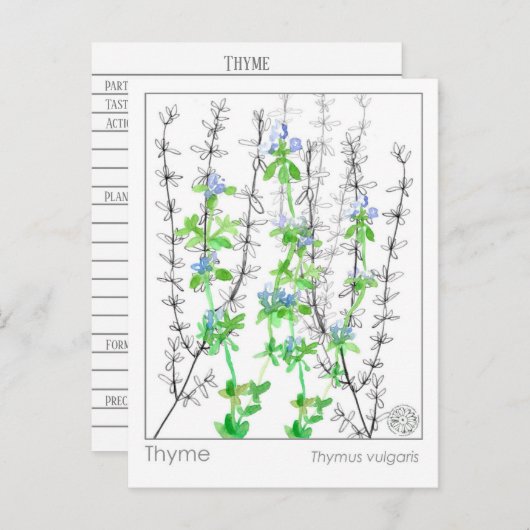 Tijm Kruid Materia Medica Kaarten Kruidenstudie (Voorkant / Achterkant)