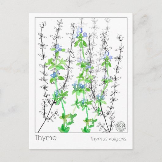 Tijm Kruid Materia Medica Kaarten Kruidenstudie (Voorkant)