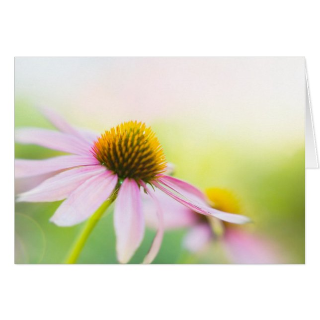 Til Sunbeams vind je (Voorkant Horizontaal)