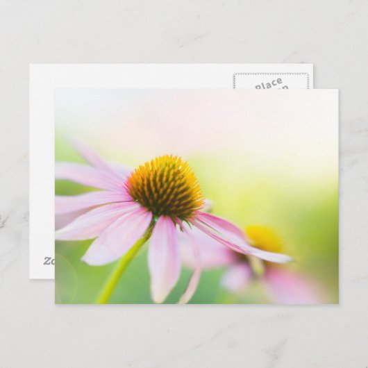 Til Sunbeams vind je Briefkaart (Voorkant / Achterkant)