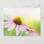 Til Sunbeams vind je Briefkaart (Voorkant)