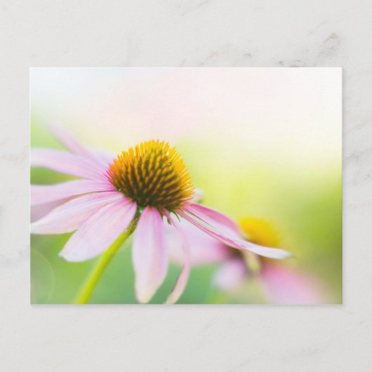 Til Sunbeams vind je Briefkaart (Voorkant)