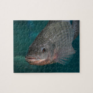 Tilapia Close-up Legpuzzel
