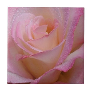 Tile Beauful Pink Rose Tegeltje