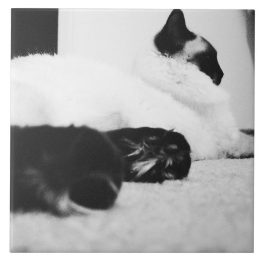 Tile Black & White Ragdoll Cat 1962 Tegeltje (Voorkant)