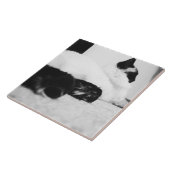 Tile Black & White Ragdoll Cat 1962 Tegeltje (Zijkant)