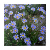 Tile met Blue Marguerite Flowers Tegeltje (Voorkant)