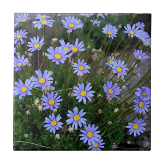 Tile met Blue Marguerite Flowers Tegeltje (Voorkant)