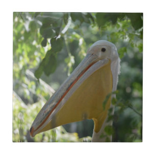 Tile met grappig pelicaans tegeltje