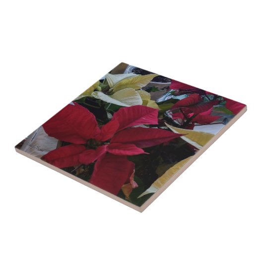 Tile met rode en witte punsettieën tegeltje (Zijkant)