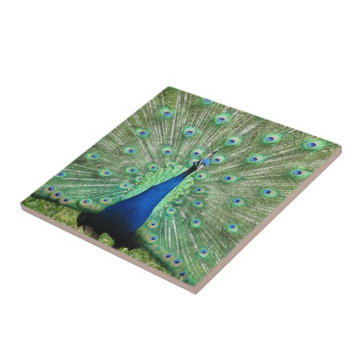 Tile - Proud Peacock Tegeltje (Zijkant)