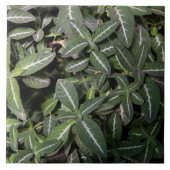 Tile Trailing Velvet Plant Tegeltje (Voorkant)