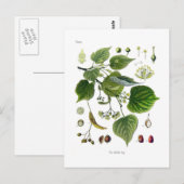tilia ulmifolia briefkaart (Voorkant / Achterkant)