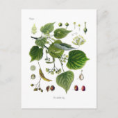 tilia ulmifolia briefkaart (Voorkant)