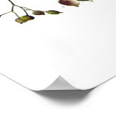 tilia ulmifolia (Linden) Poster (Hoek)