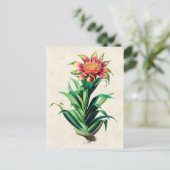 Tillandria  Botanisch Briefkaart (Staand voorkant)