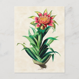 Tillandria  Botanisch Briefkaart