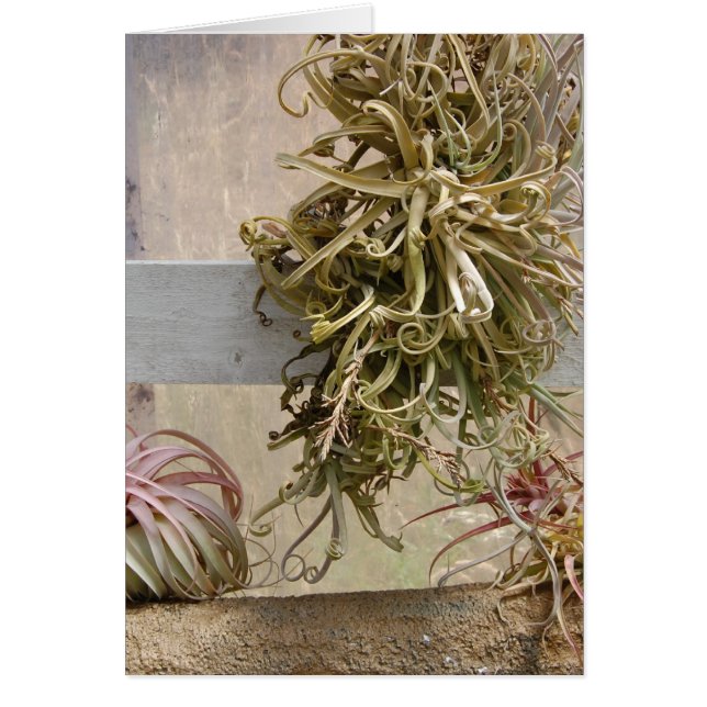 Tillandsia (Voorkant)