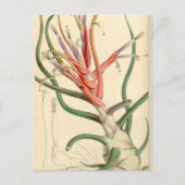 Tillandsia bulbosa briefkaart (Voorkant)