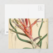 Tillandsia bulbosa briefkaart (Voorkant / Achterkant)
