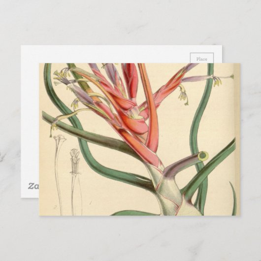 Tillandsia bulbosa briefkaart (Voorkant / Achterkant)