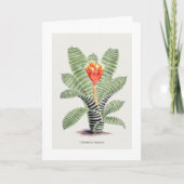 Tillandsia Musaica, vertegenwoordigd door J. Nugen Kaart (Voorkant)