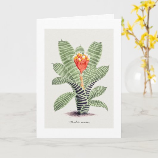 Tillandsia Musaica, vertegenwoordigd door J. Nugen Kaart (Gele Bloem)