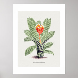 Tillandsia Musaica, vertegenwoordigd door J. Nugen Poster