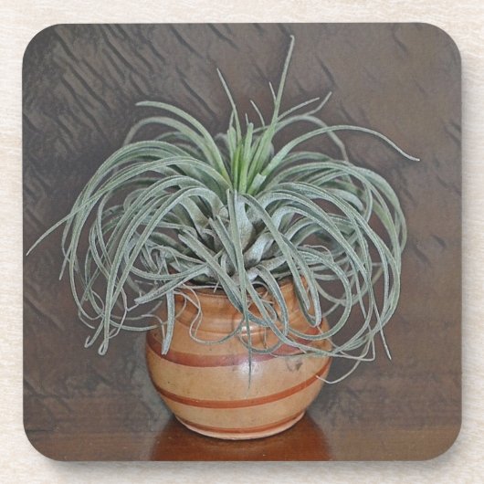 Tillandsia Oaxacana Air Plant Bier Onderzetter (Voorkant)