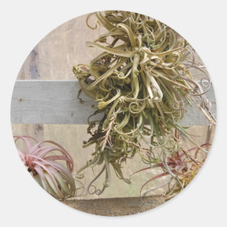 Tillandsia Ronde Sticker