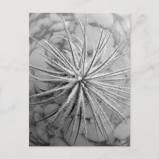 Tillandsia tectorum briefkaart (Voorkant)