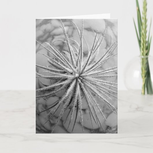 Tillandsia tectorum kaart (Voorkant)