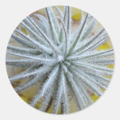 Tillandsia tectorum ronde sticker (Voorkant)
