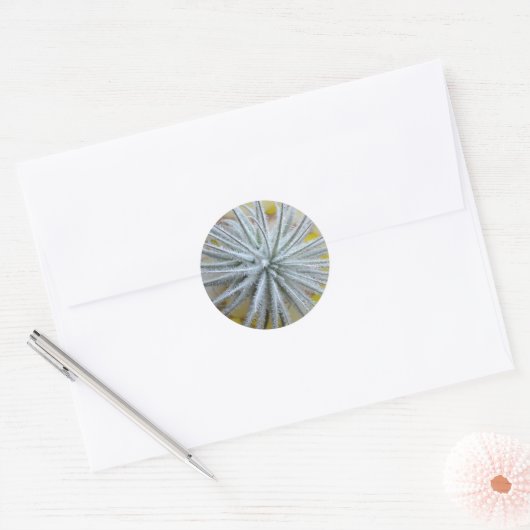 Tillandsia tectorum ronde sticker (Envelop)