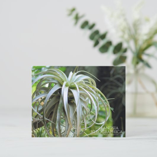 Tillandsia Xerographica: Briefkaart (Staand voorkant)