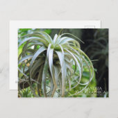 Tillandsia Xerographica: Briefkaart (Voorkant / Achterkant)