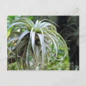 Tillandsia Xerographica: Briefkaart (Voorkant)