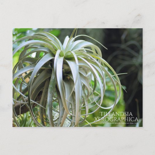 Tillandsia Xerographica: Briefkaart (Voorkant)