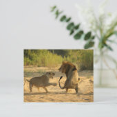 Timbavati, Nationaal Park Kruger, Limpopo Briefkaart (Staand voorkant)