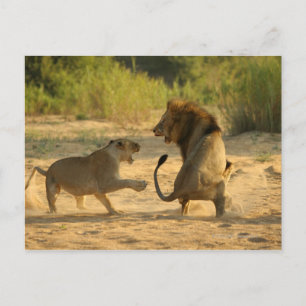 Timbavati, Nationaal Park Kruger, Limpopo Briefkaart