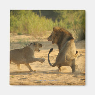 Timbavati, Nationaal Park Kruger, Limpopo Magneet