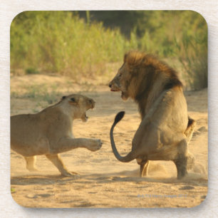 Timbavati, Nationaal Park Kruger, Limpopo Onderzetter