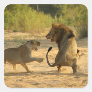 Timbavati, Nationaal Park Kruger, Limpopo Vierkante Sticker