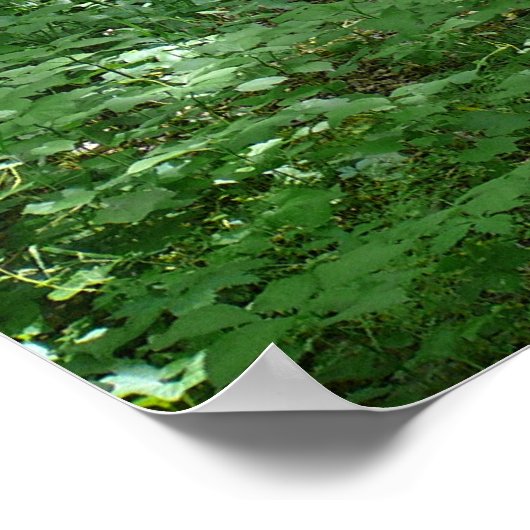 Timber Creek Natuur Center Poster (Hoek)