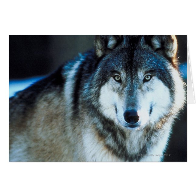Timber wolf (Voorkant Horizontaal)