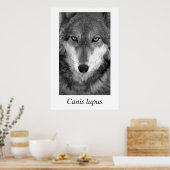 Timber Wolf #1 Canis lupus Poster (Keuken)