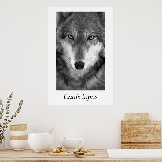 Timber Wolf #1 Canis lupus Poster (Keuken)