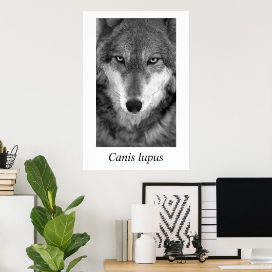 Timber Wolf #1 Canis lupus Poster (Thuiskantoor)
