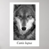 Timber Wolf #1 Canis lupus Poster (Voorkant)